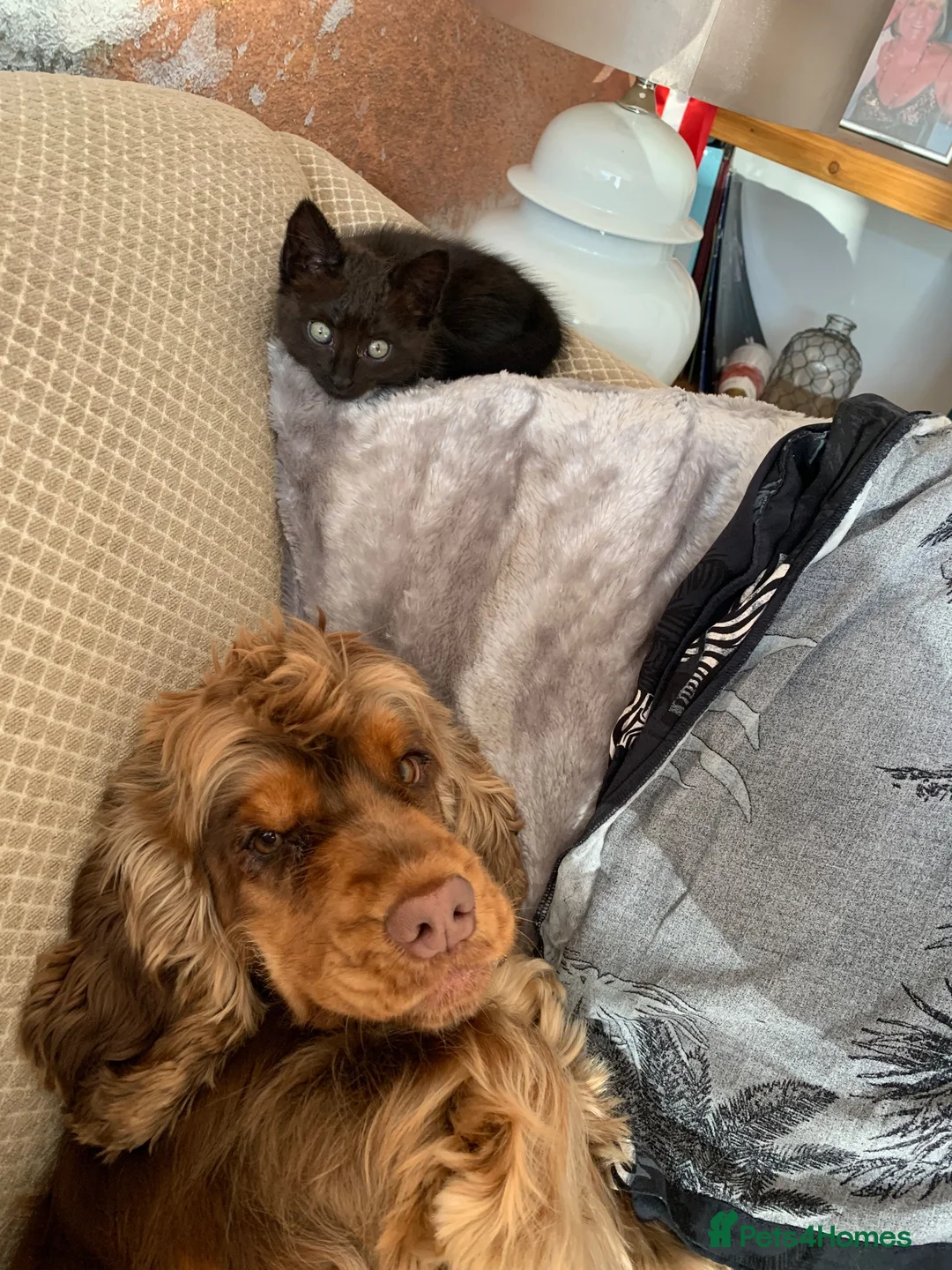 Mixed Breed cats for sale: The most amazing kitten - Advert 2