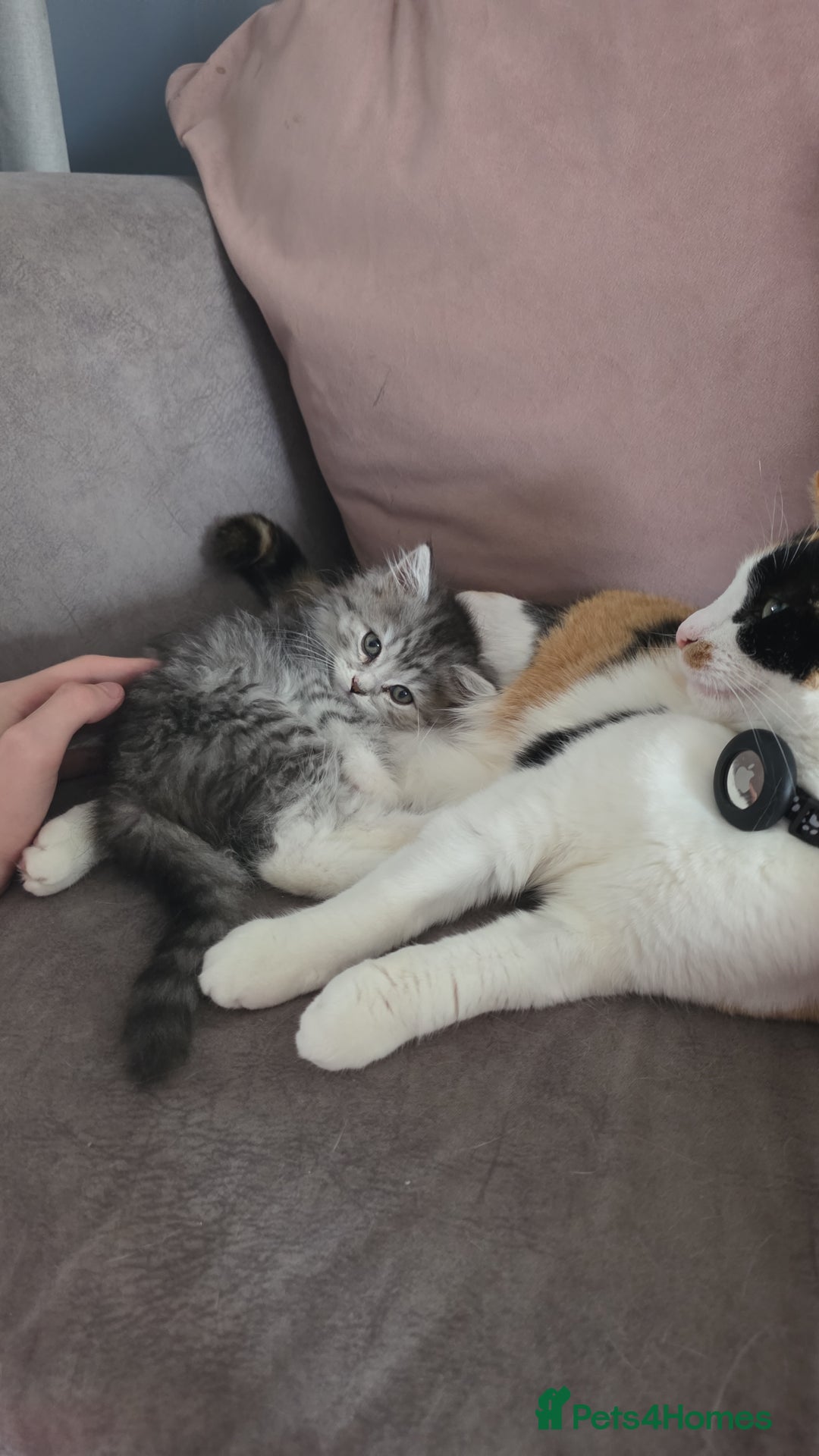 British Shorthair cats for sale: Norwegian forest cat x - Image 3