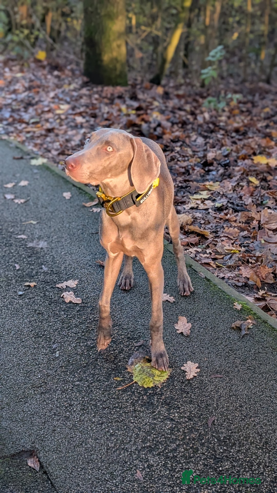 Weimaraner dogs for sale: Young Male Weimaraner  - Advert 13