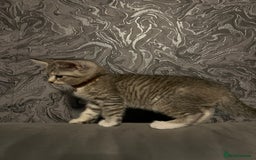 Mixed Breed cats for sale: Kittens  - Image 2