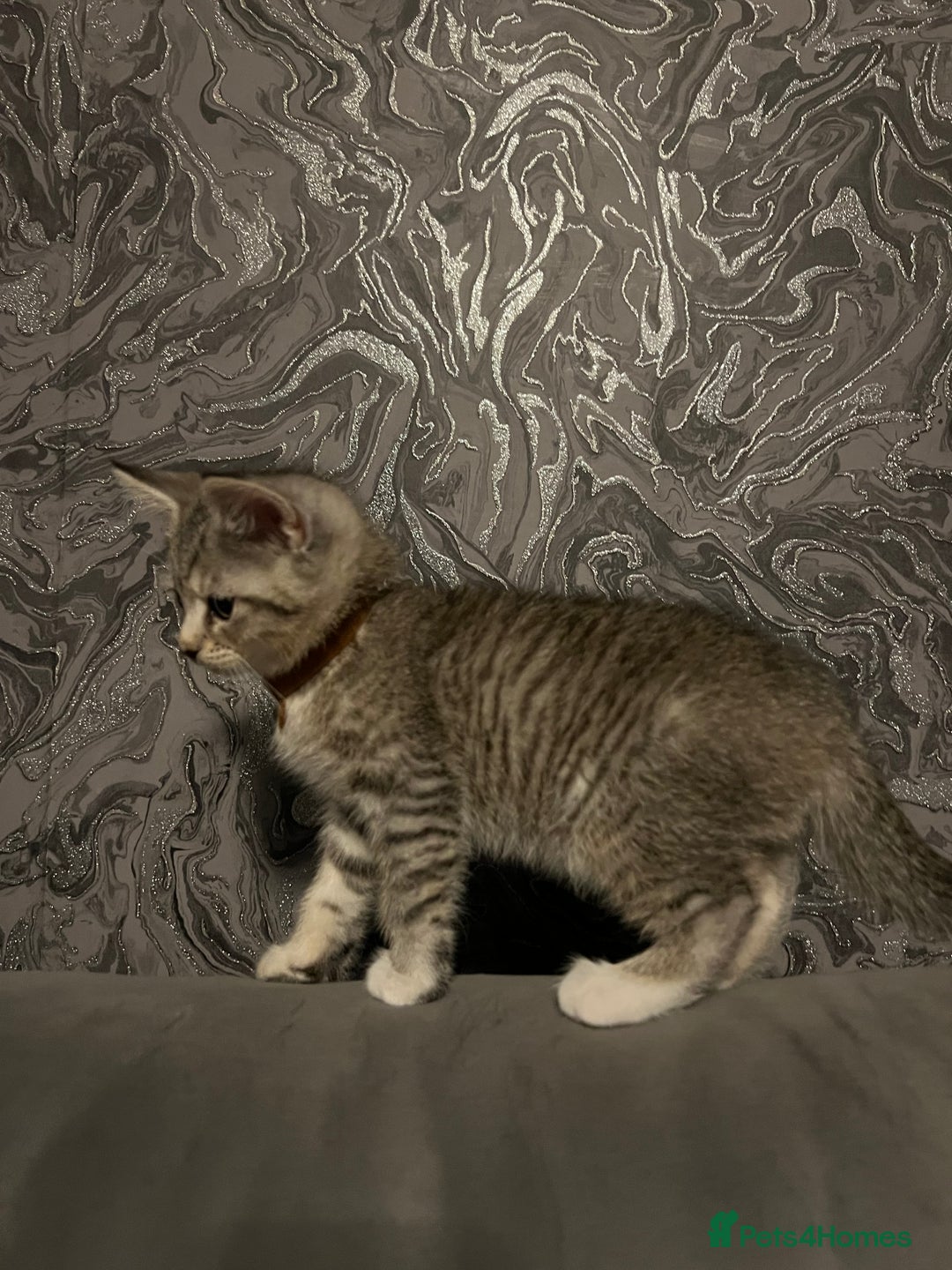 Mixed Breed cats for sale: Kittens  - Image 2