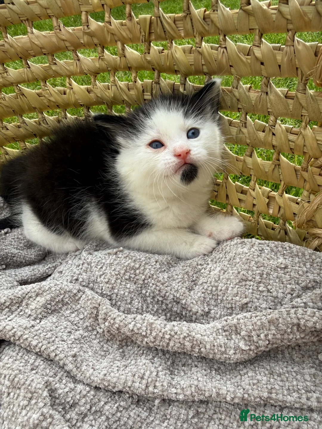 Turkish Van cats for sale: Kittens for sale  - Advert 2