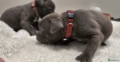 Staffordshire Bull Terrier dogs - Advert 10