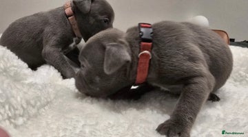 Staffordshire Bull Terrier dogs - Advert 7