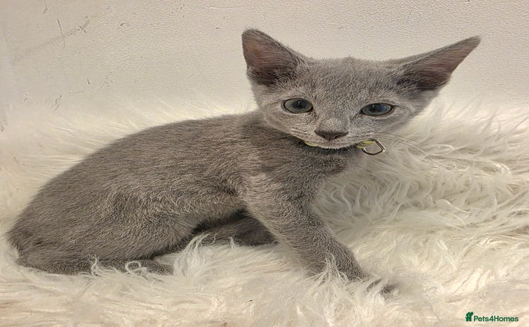 Russian Blue cats in Peterborough - Advert 4
