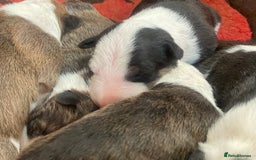 English Bull Terrier dogs for sale: English bull terrier puppy’s  - Image 7