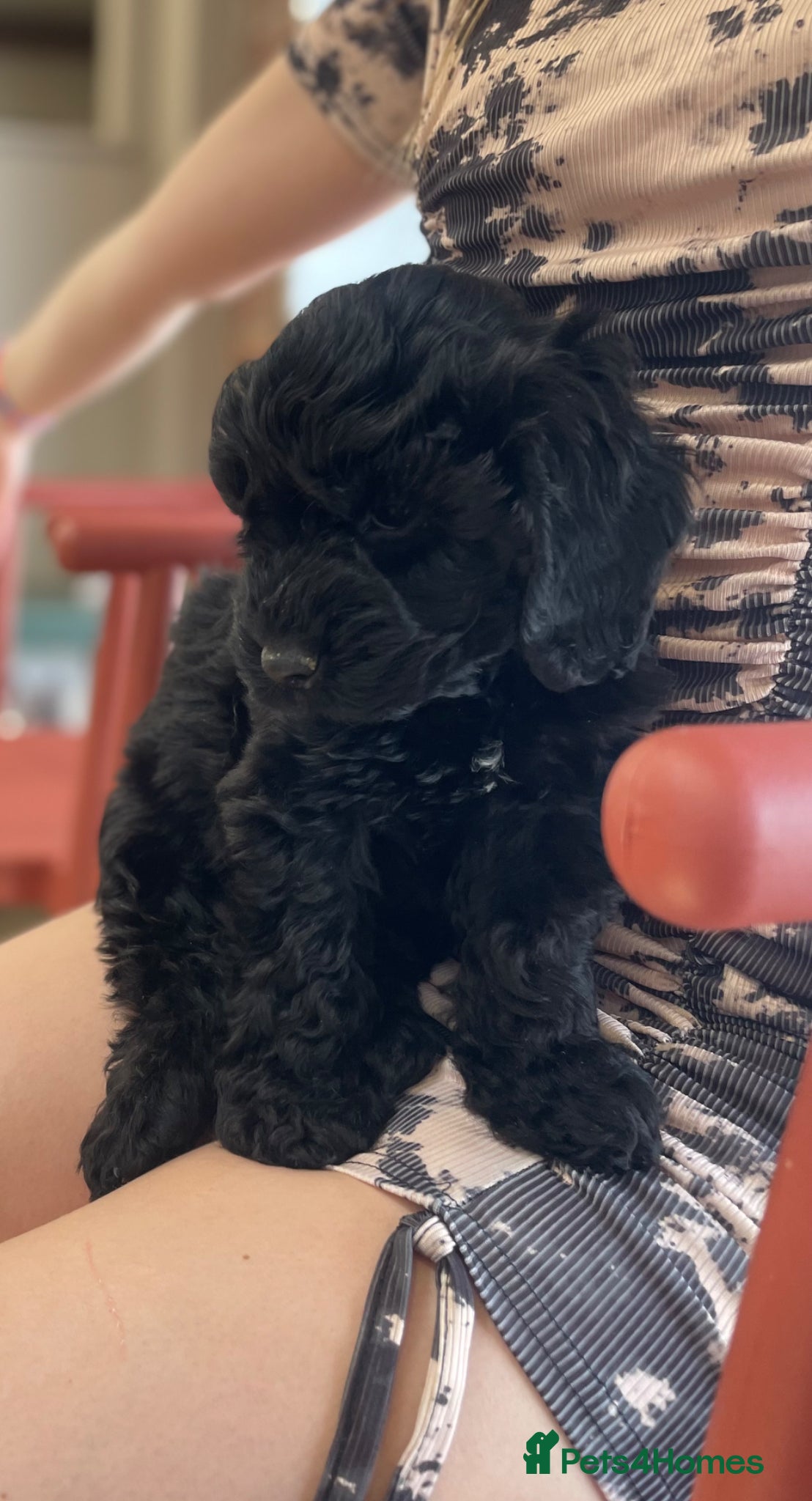 Cockapoo dogs Licenced breeder Beautiful ready now 😍😍 - Advert 2