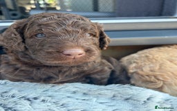 Bernedoodle dogs for sale: HEALTH TESTED DOUBLE DOODLES - Image 5