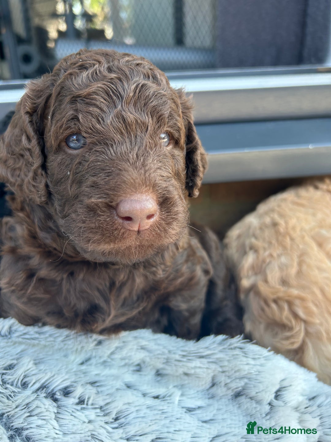 Bernedoodle dogs for sale: HEALTH TESTED DOUBLE DOODLES - Image 5