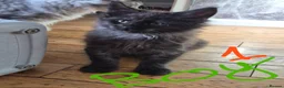 Maine Coon cats for sale: Beautiful Maine coon kittens - Advert 3