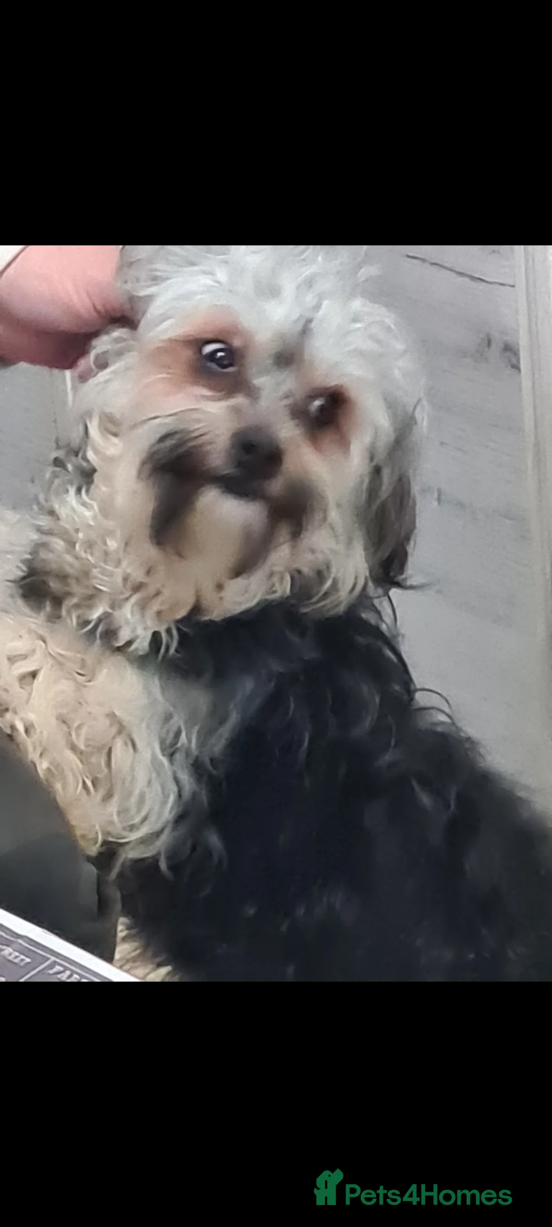 Shih Tzu dogs for adoption: Betty & Barney 7 inch tall. Small  - Advert 4