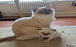 Ragdoll cats for sale: Ragdoll Kittens Available  - Image 14