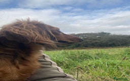 Miniature Dachshund dogs for sale: Miniature dachshund  - Image 2