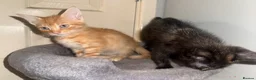 Mixed Breed cats for sale: 3 baby’s ready for there forever homes  in Maidenhead - Advert 4