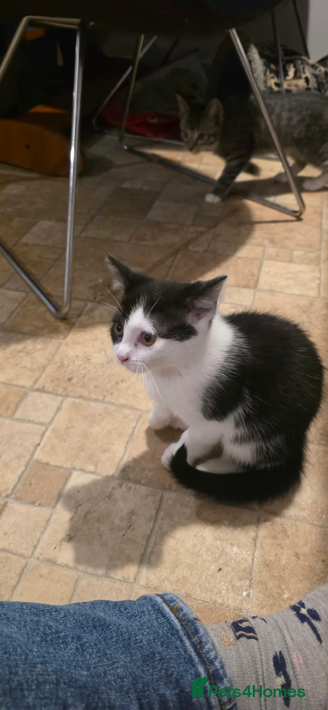 Mixed Breed cats for sale: Gorgeous kittens - Advert 2