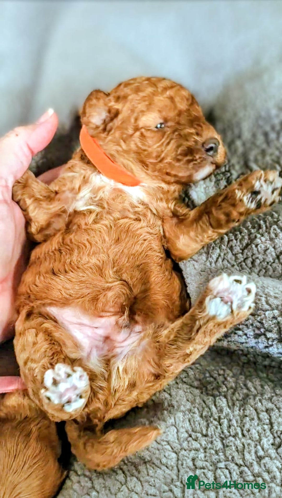 Cockapoo dogs for sale: GENUINE F1B COCKAPOO PUPPIES  - Image 29