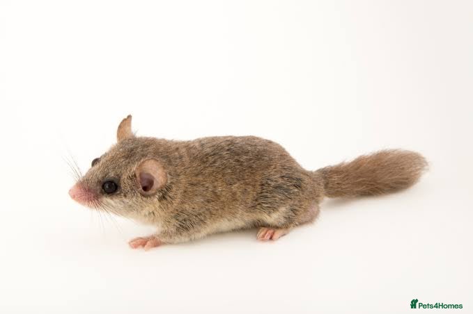 Mouse rodents African Pygmy dormice/squirrels - Advert 4