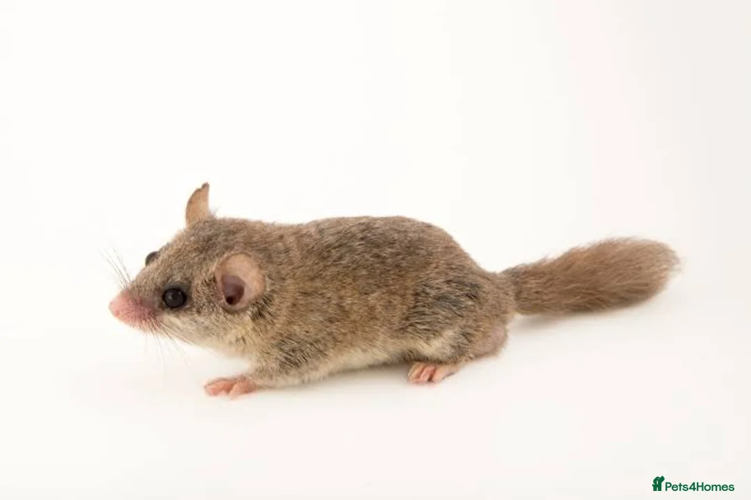 Mouse rodents for sale: African Pygmy dormice/squirrels - Advert 1