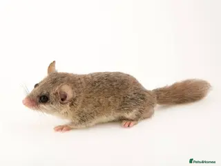 Mouse rodents African Pygmy dormice/squirrels - Advert 4