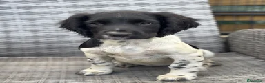 English Springer Spaniel 2