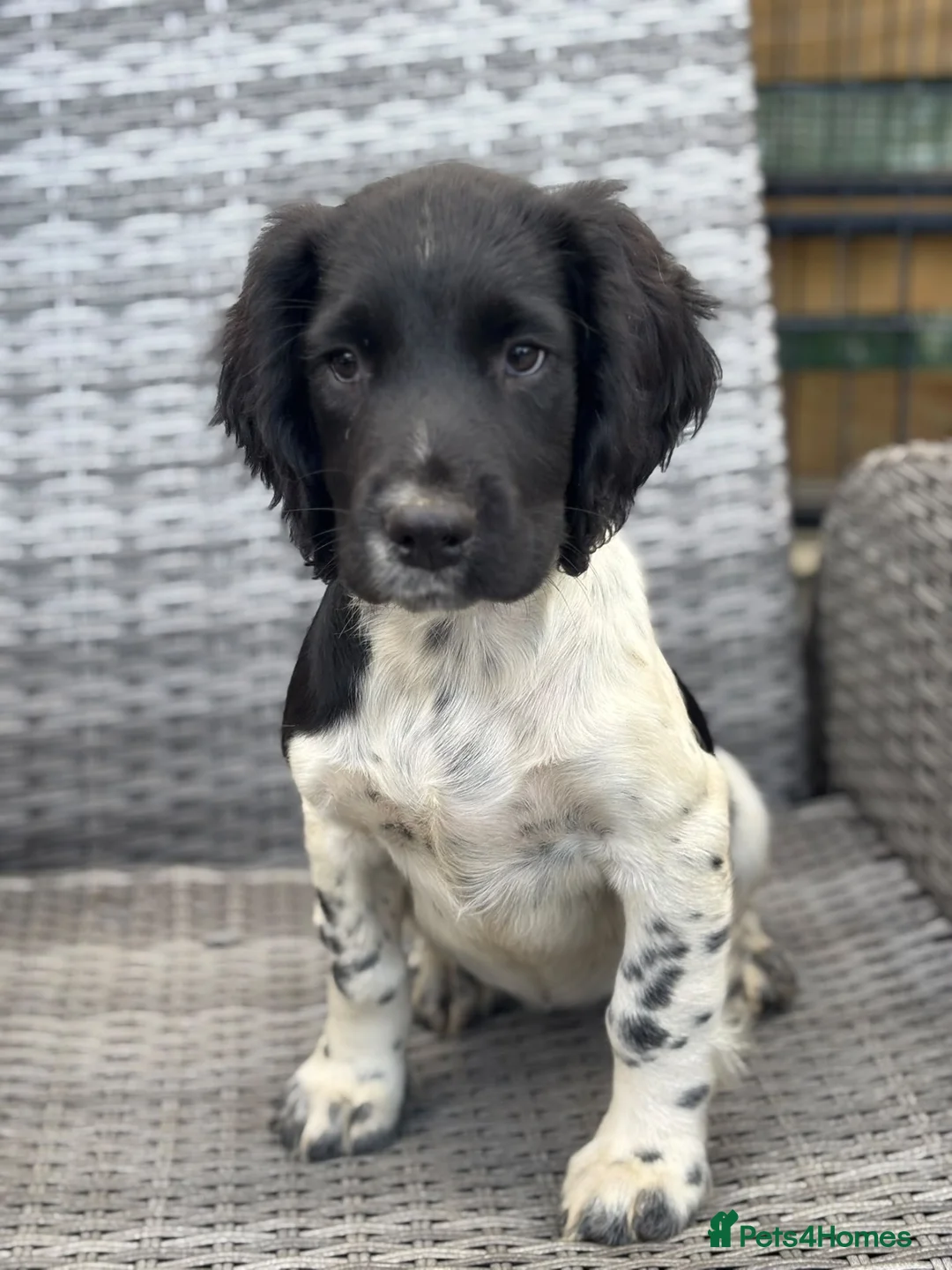 English Springer Spaniel dogs for sale: KC health tested springer pups  in Princes Risborough - Advert 5