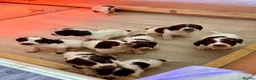 English Springer Spaniel dogs for sale: English springer spaniel pups for sale  - Advert 6