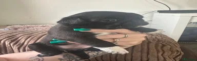 Pug 3