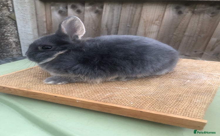 Netherland Dwarf rabbits - Advert 7