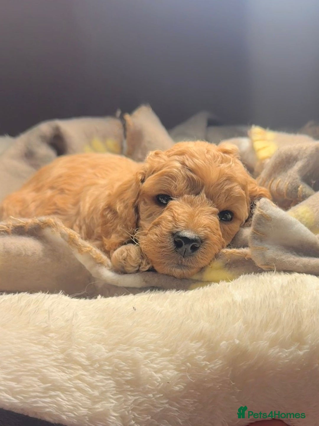 Mixed Breed dogs for sale: Cockapoo/Cavapoo Puppies - Advert 17