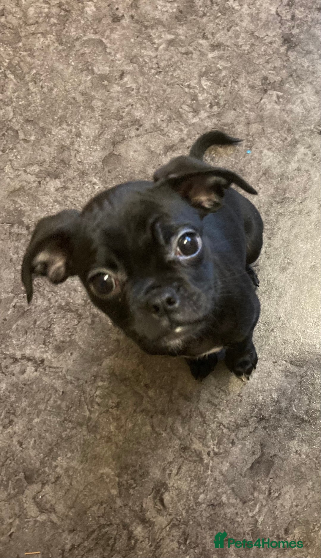 Mixed Breed dogs for sale: Mixed Breed Pups - Advert 11