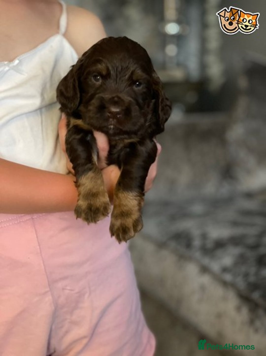 Cocker Spaniel dogs for stud: AT STUD PROVEN CHOC ROAN COCKER KC REG in Gateshead - Advert 2