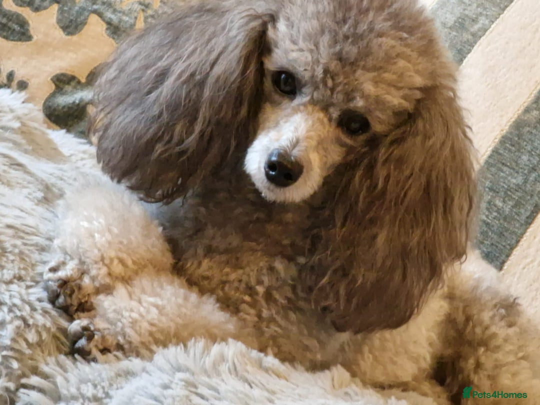 Toy Poodle dogs for sale: Silver K.C Reg neutered male toy poodle 4 year old - Advert 4