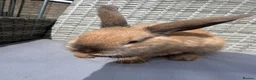 Mixed Breed rabbits for sale: Rabbit  - Advert 2