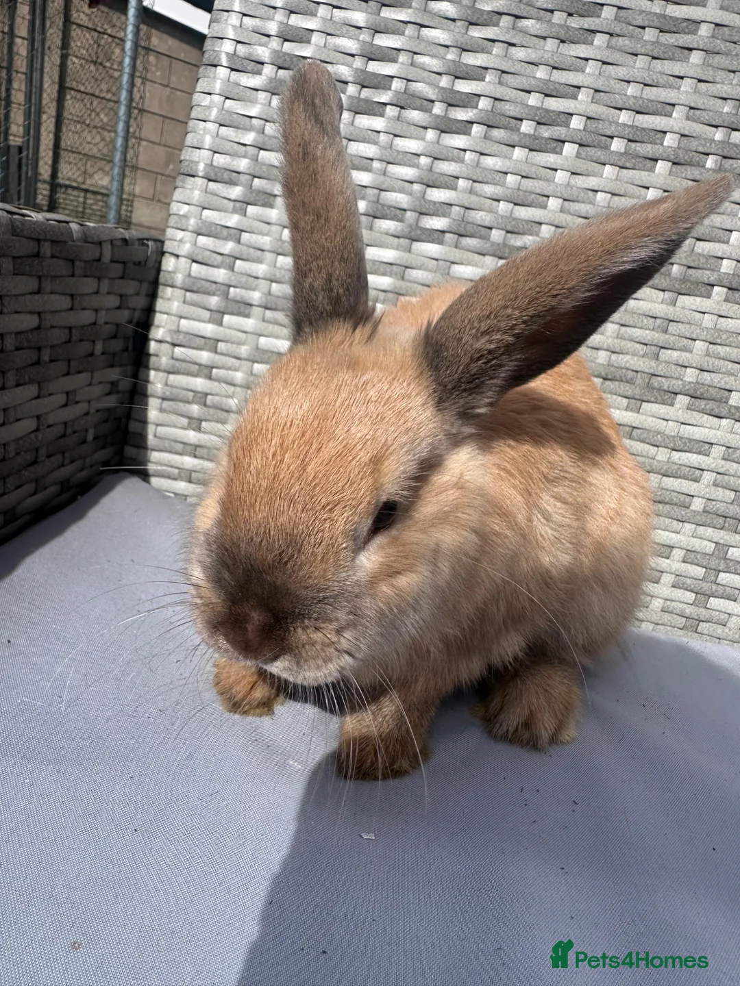 Mixed Breed rabbits for sale: Rabbit  - Advert 2