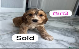 Cockapoo dogs for sale: F1B puppies - Image 7