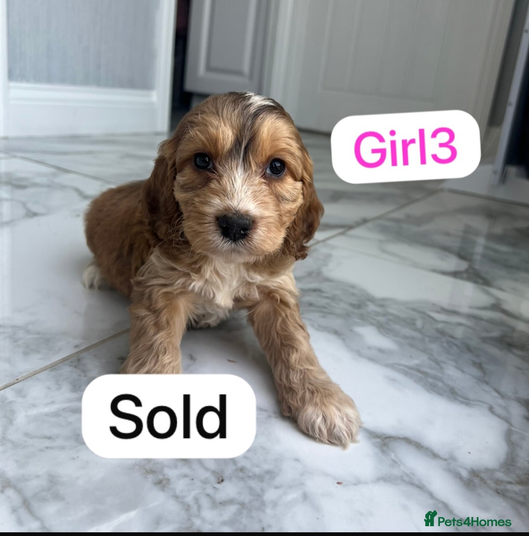 Cockapoo dogs for sale: F1B puppies - Image 7