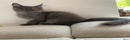 Maine Coon cats for sale: TICA Registered Maine Coon Kitten Female  - Advert 22