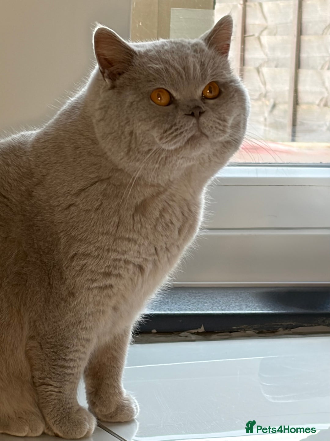 British Shorthair cats for stud: Thorn Stud duties only just 2 years old - Advert 2