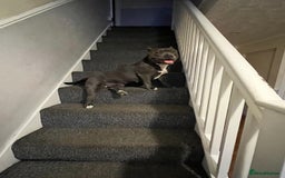 American Bully dogs for sale: Pocket bullies puppies for sale - Image 13
