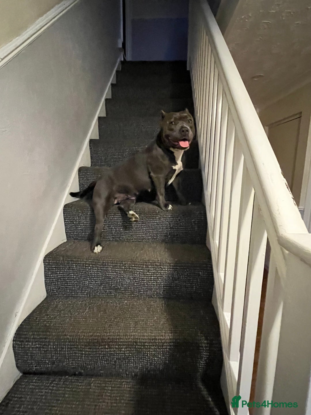 American Bully dogs for sale: Pocket bullies puppies for sale - Image 13