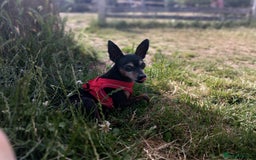 Miniature Pinscher dogs for sale: Help me to find home  - Image 5