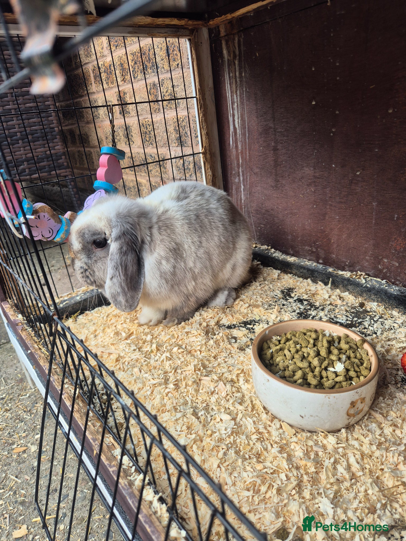 Mini Lop rabbits Female Mini lop for sale  - Advert 5