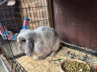 Mini Lop rabbits Female Mini lop for sale - Advert 1
