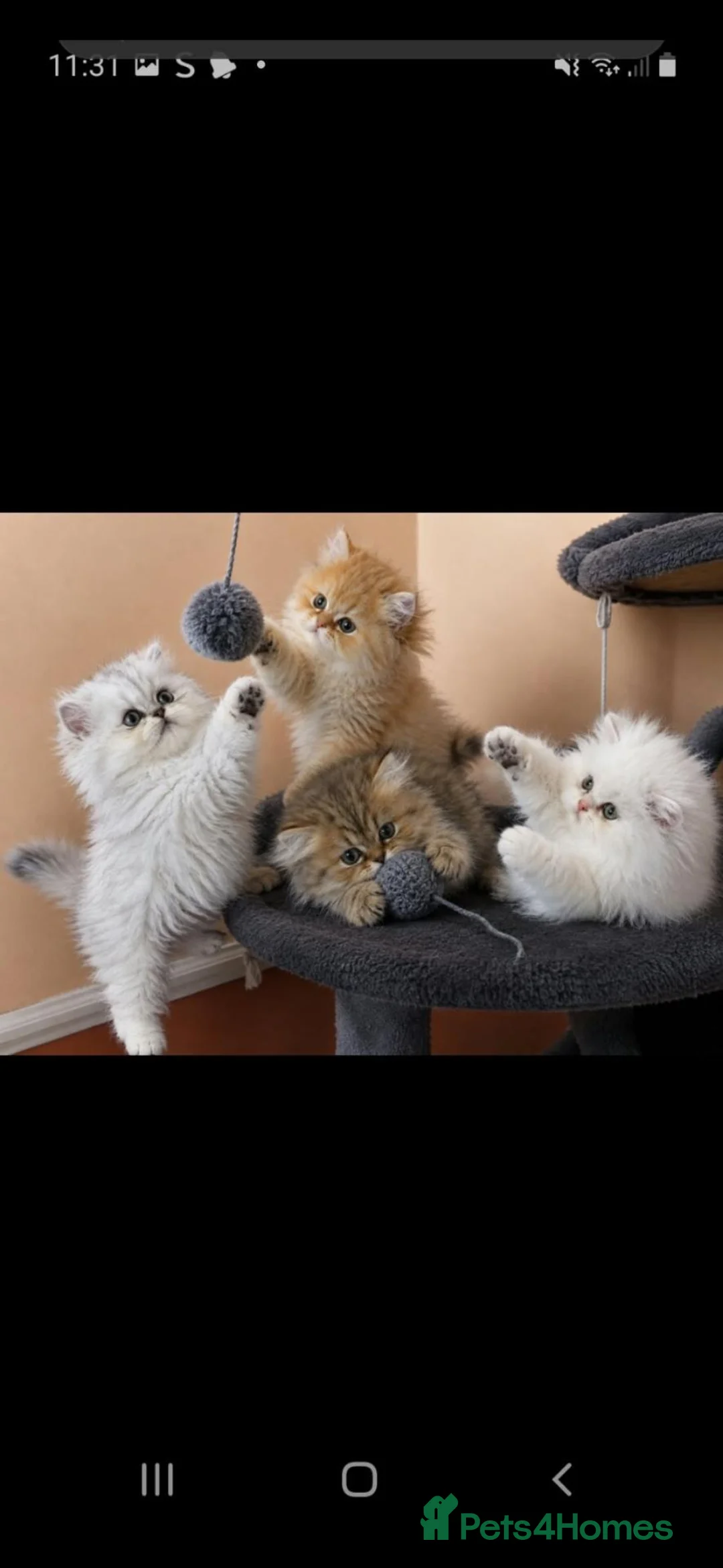 Persian cats for sale: Persian kitten  - Advert 2