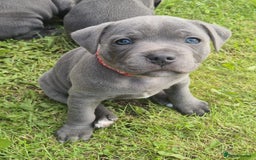 Staffordshire Bull Terrier dogs for sale: Staffordshire Bull Terrier Puppy purple  - Beautiful KC reg Blue Staffordshire bullterriers  - Image 22