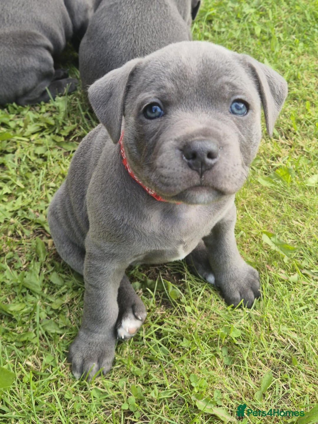 Staffordshire Bull Terrier dogs for sale: Staffordshire Bull Terrier Puppy purple  - Beautiful KC reg Blue Staffordshire bullterriers  - Image 22