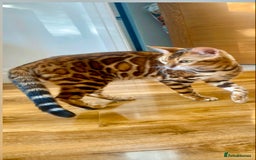 Bengal cats for sale: 2 Brown 2 Snow Lynx Bengals - Image 9