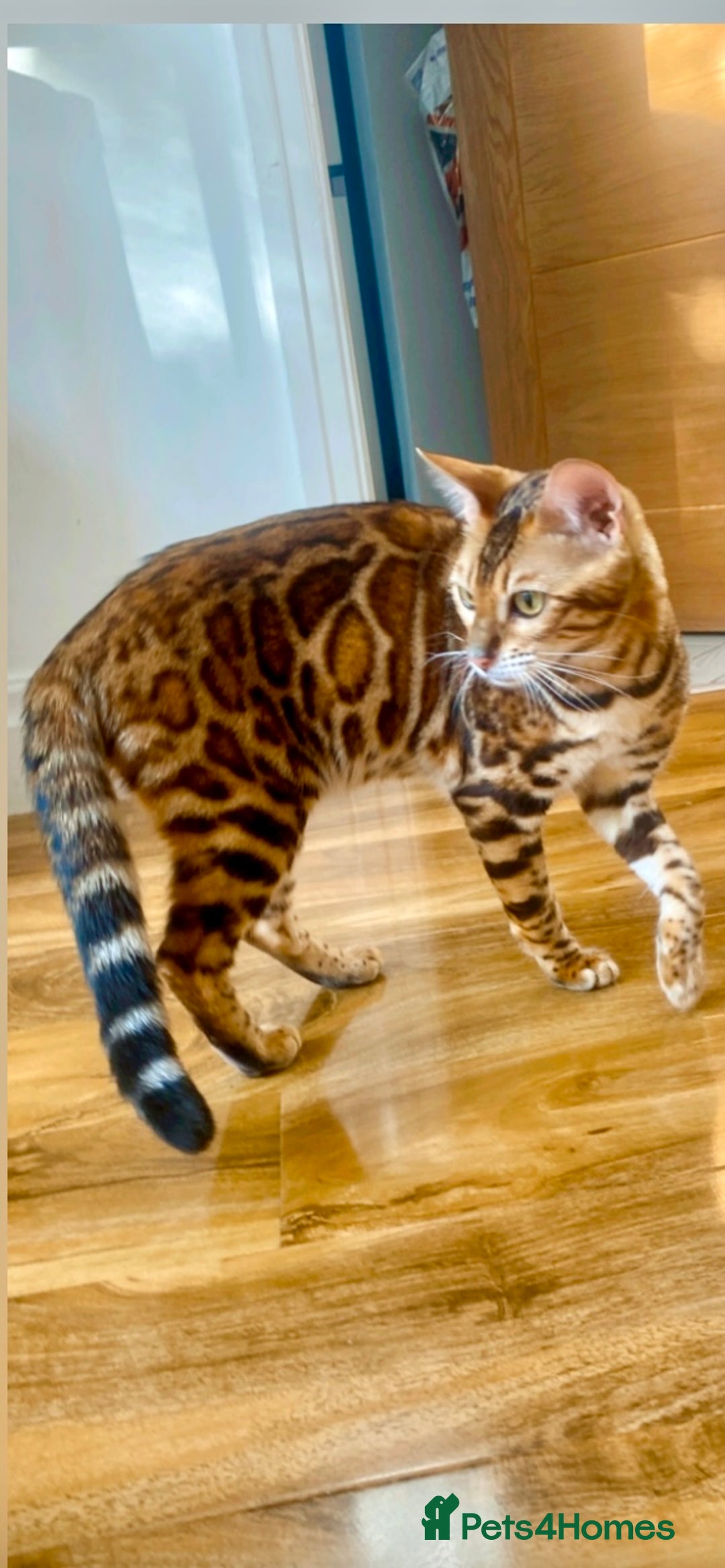Bengal cats for sale: 2 Brown 2 Snow Lynx Bengals - Image 9