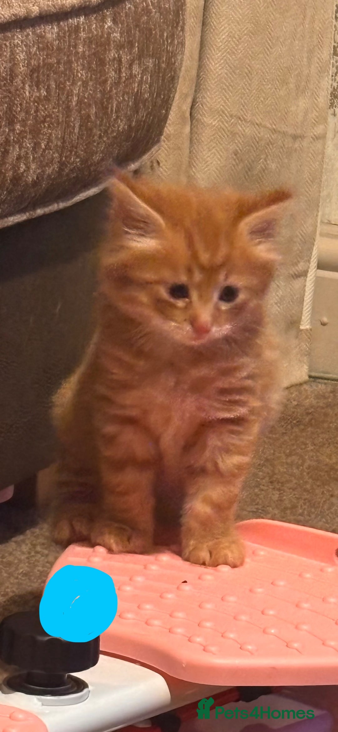 Mixed Breed cats for sale: Kittens  - Advert 2