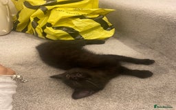 British Shorthair cats for sale: Black kitten male  - Image 3